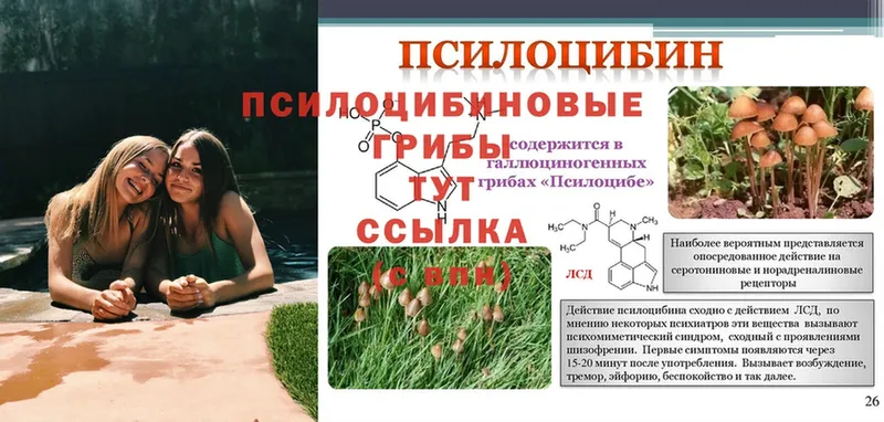 Псилоцибиновые грибы GOLDEN TEACHER  где купить наркоту  Бирск 